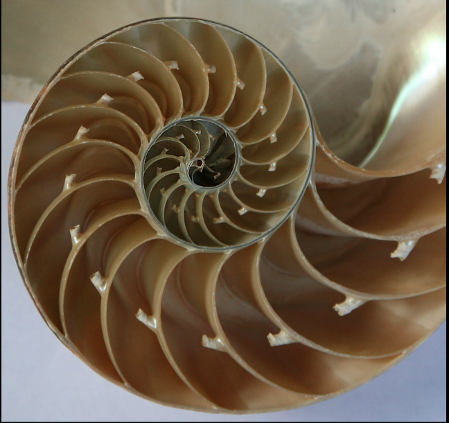 _Spiral_in_the_Seashell